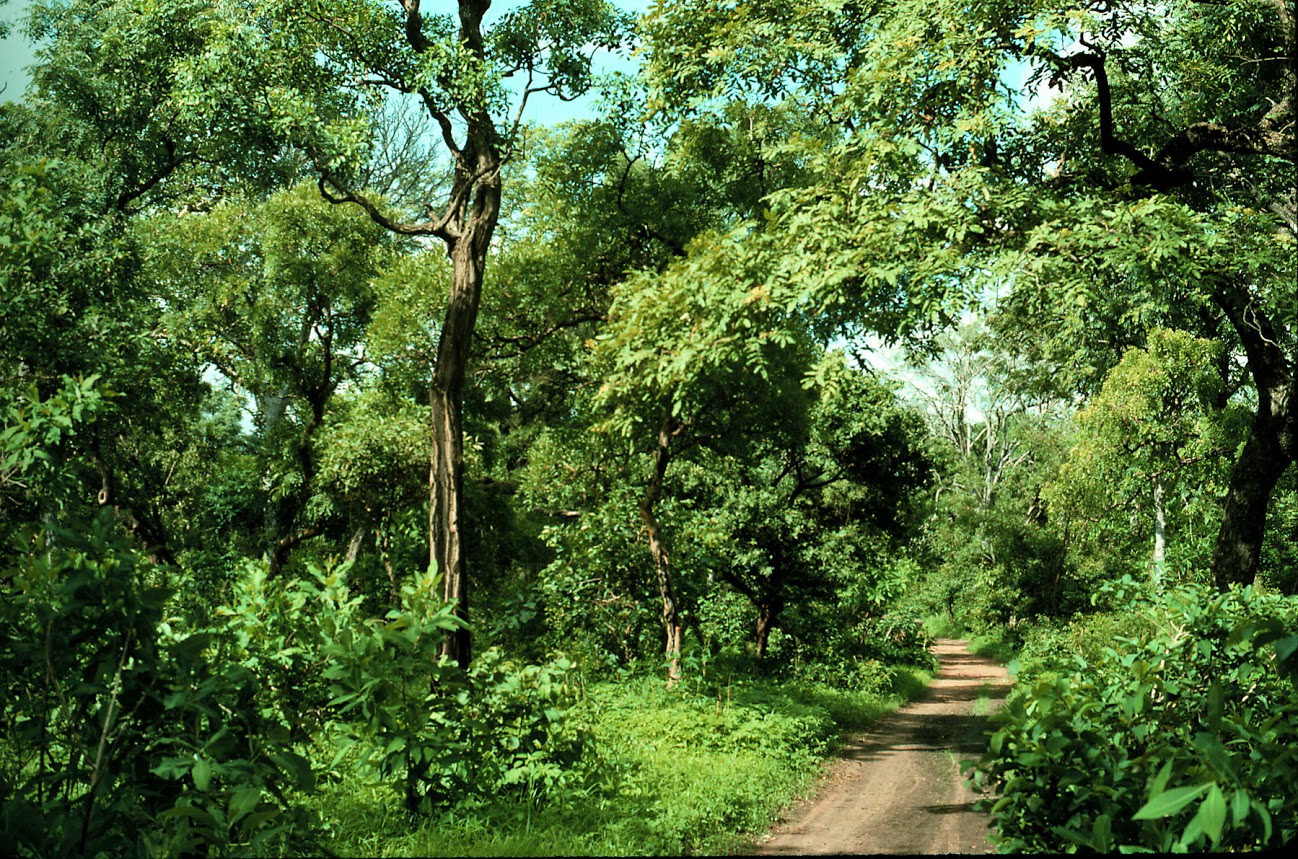 Secondary forest in the southern part of Nigeria. Photo © Larwanou Mahamane /AFF