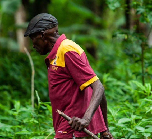 Contribution of Forests 2