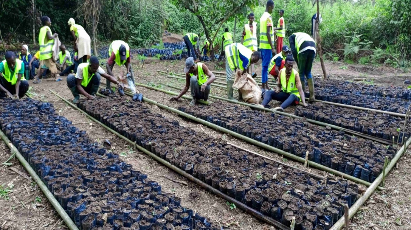 Tree nursery