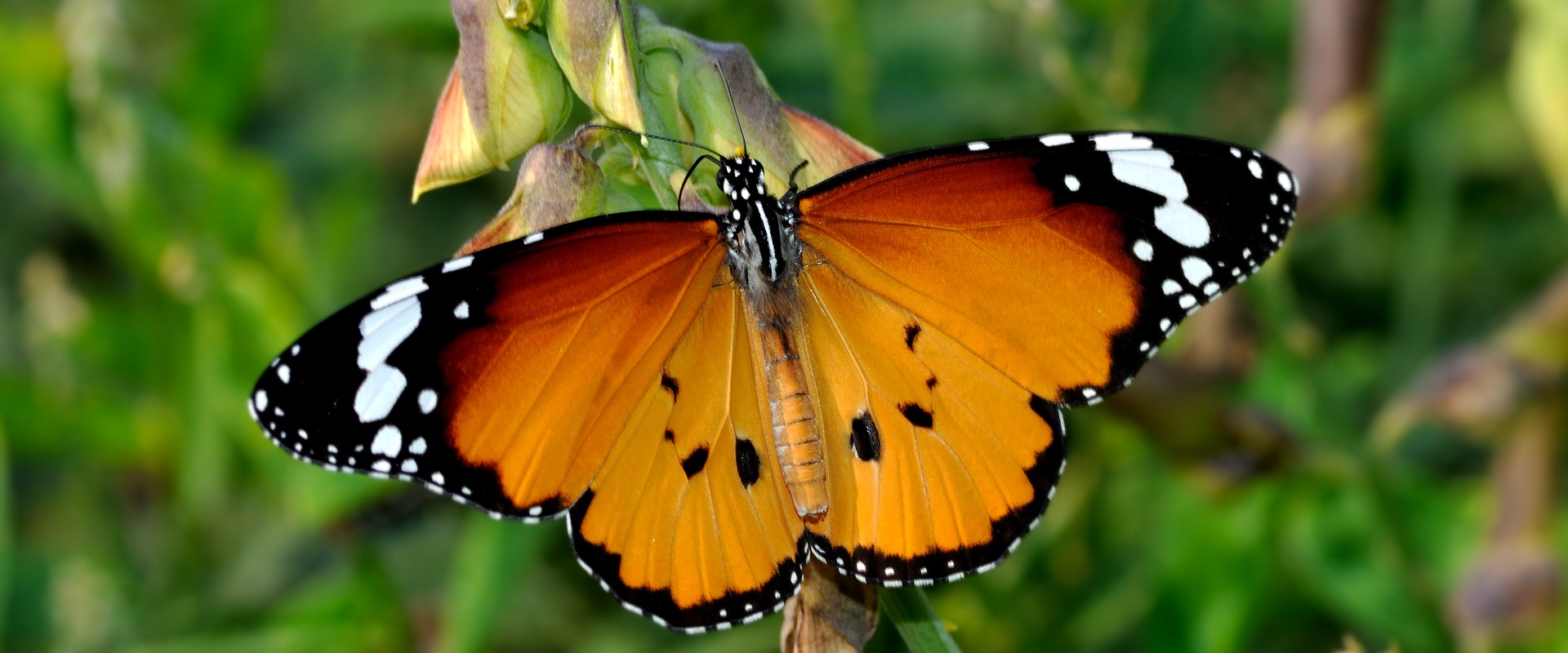 Open wing position of Danaus chrysippus Linnaeus via Wikimedia Commons