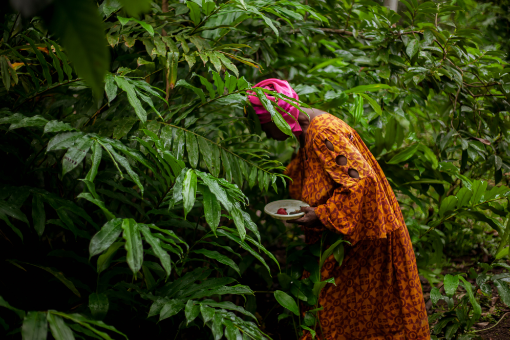 Africa's forests at a crossroads