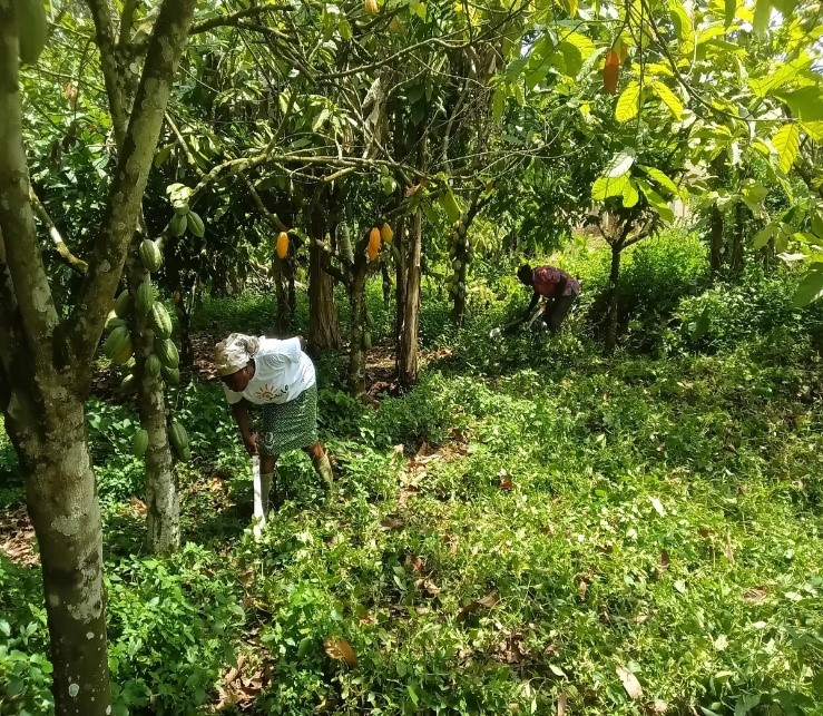 Communities of Practice – Forest Positive Agriculture