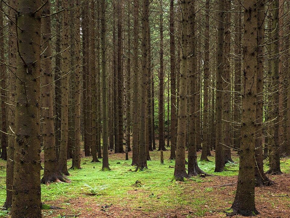 Forest-based employment research