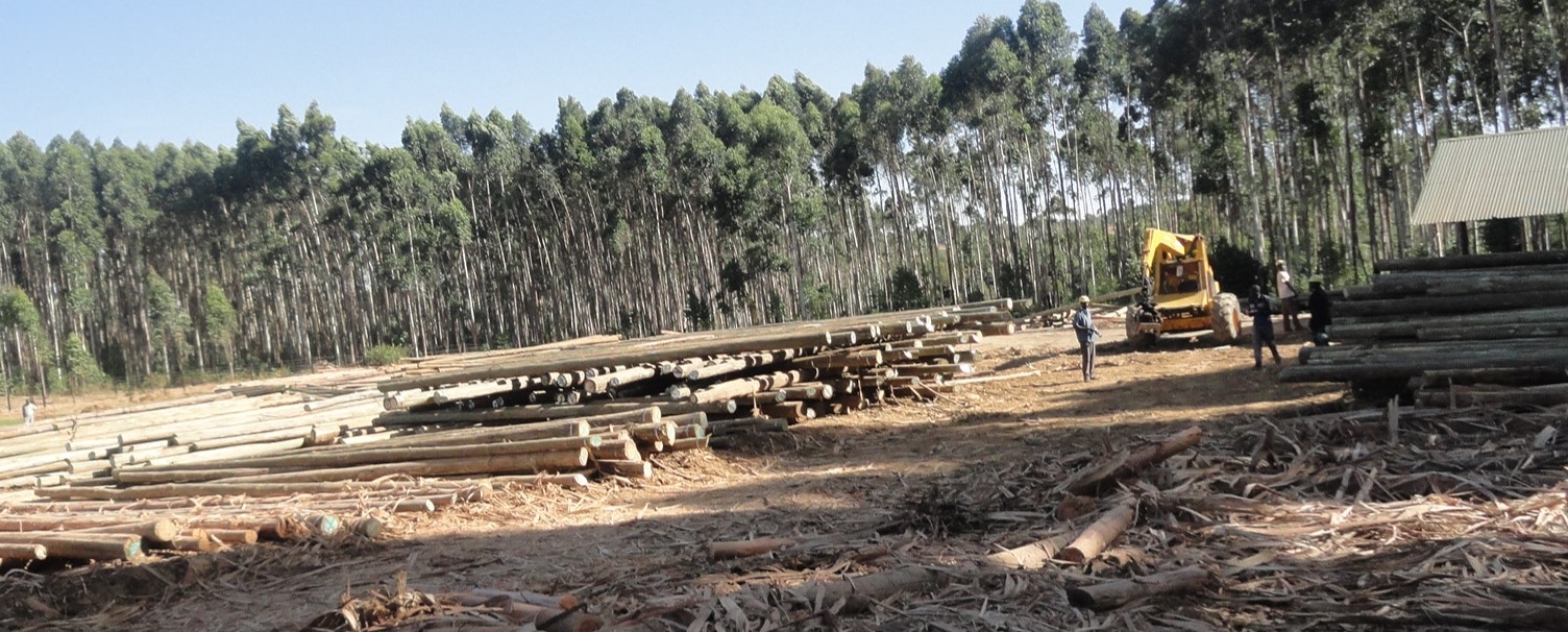 ÉVALUATION DES PRINCIPAUX DÉTERMINANTS DE LA DURABILITÉ DES OPTIONS EXISTANTES EN MATIÈRE D’ÉNERGIE PRODUITE À PARTIR D’ARBRES, DE L’APPROVISIONNEMENT EN BIOMASSE À LA CONSOMMATION EN PASSANT PAR LA TRANSFORMATION