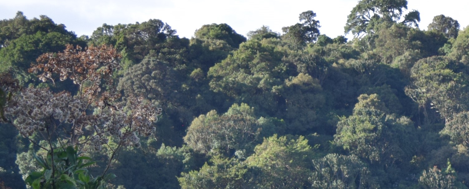 Shape Africa’s Carbon Future – Join Our Community of Practice & Webinar Series (26–30 May 2025) Shape Africa’s Carbon Future – Join Our Community of Practice & Webinar Series (26–30 May 2025)